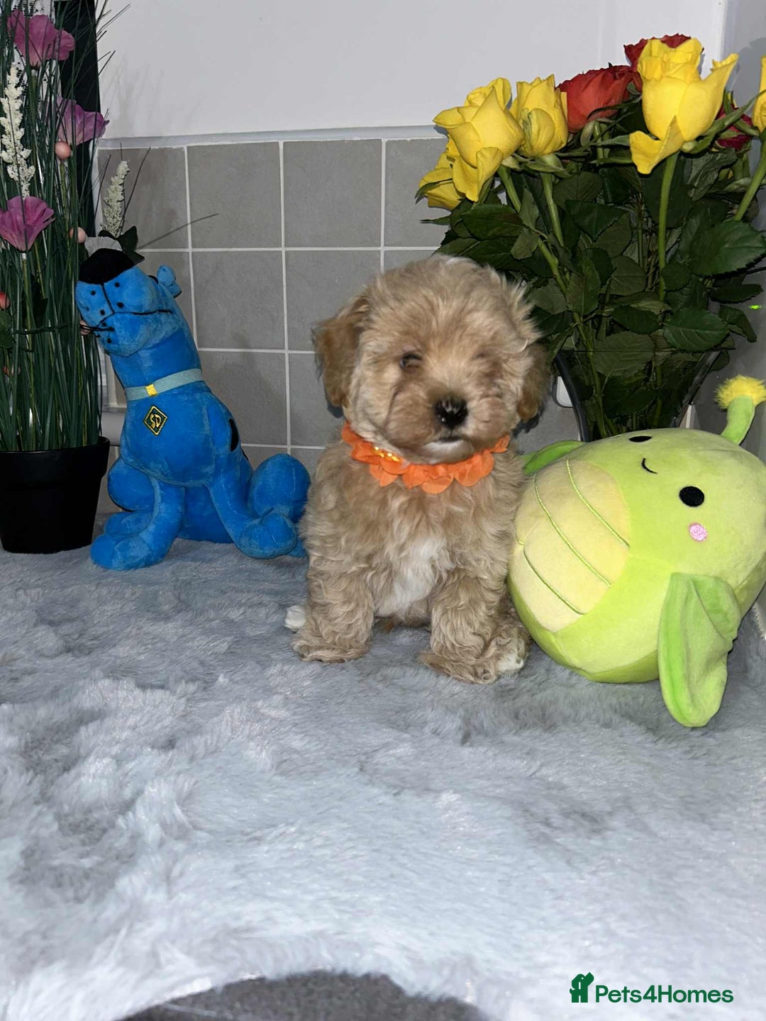 Maltipoo dogs for sale: Maltipoo - Image 7