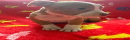 American Bully dogs for sale: All girls only  in Stockport - Advert 8