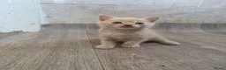 British Shorthair cats for sale: 4 British short-hair kittens, 1 male , 3 female - Advert 16