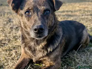 German Shepherd dogs 🐾 TIGRA – Female German Shepherd (Miniature) 🐾 - Advert 9