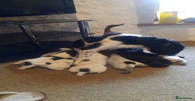 Sprocker dogs - Advert 6