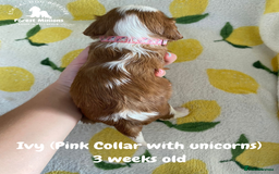 Cavalier King Charles Spaniel dogs for sale: Excessively tested Cavalier King Charles Spaniels - Image 3
