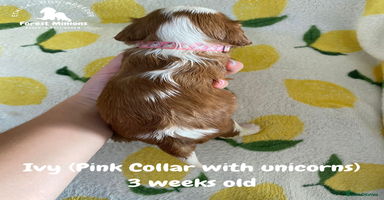 Cavalier King Charles Spaniel dogs - Advert 3