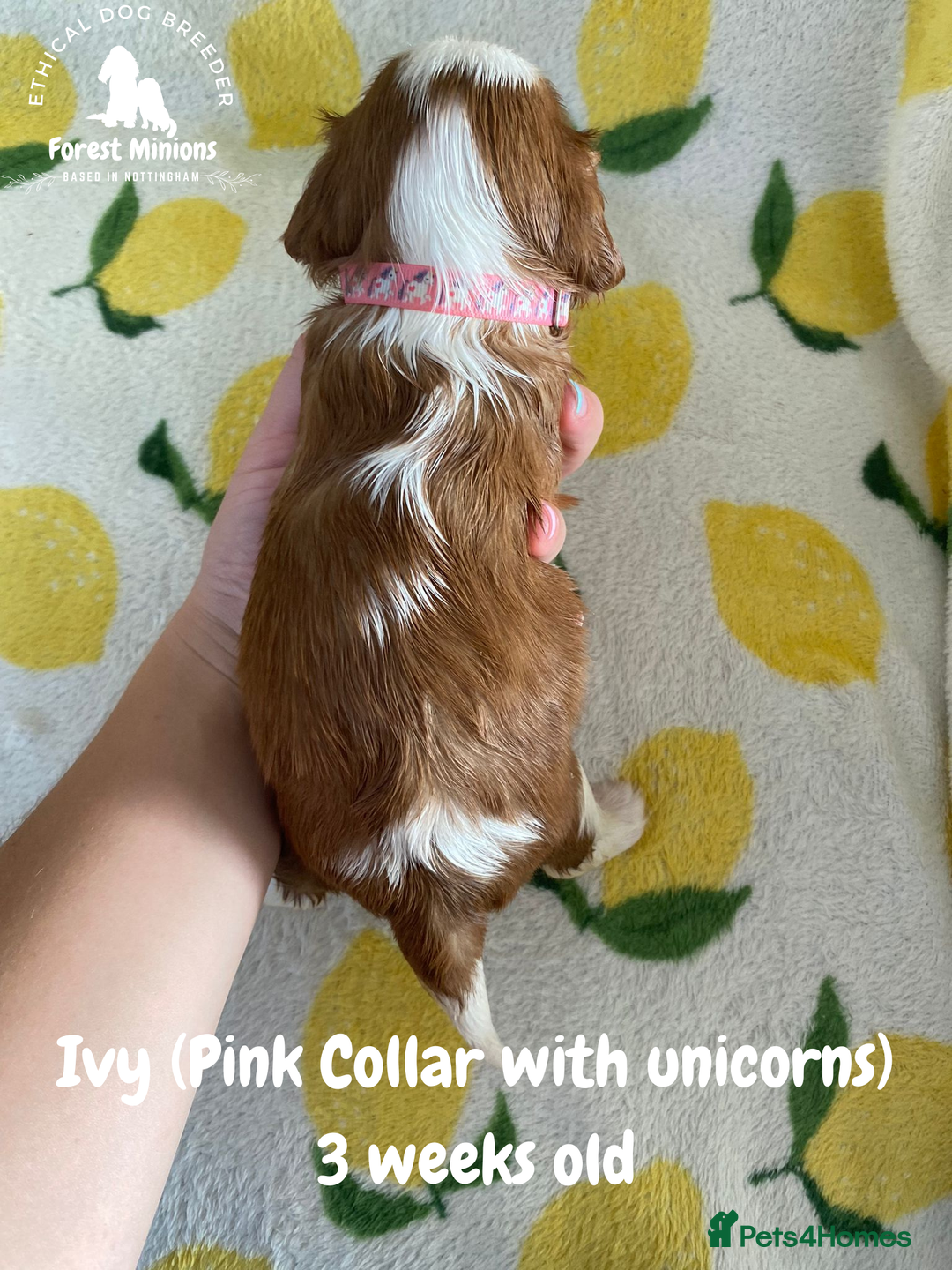 Cavalier King Charles Spaniel dogs for sale: Excessively tested Cavalier King Charles Spaniels - Image 3