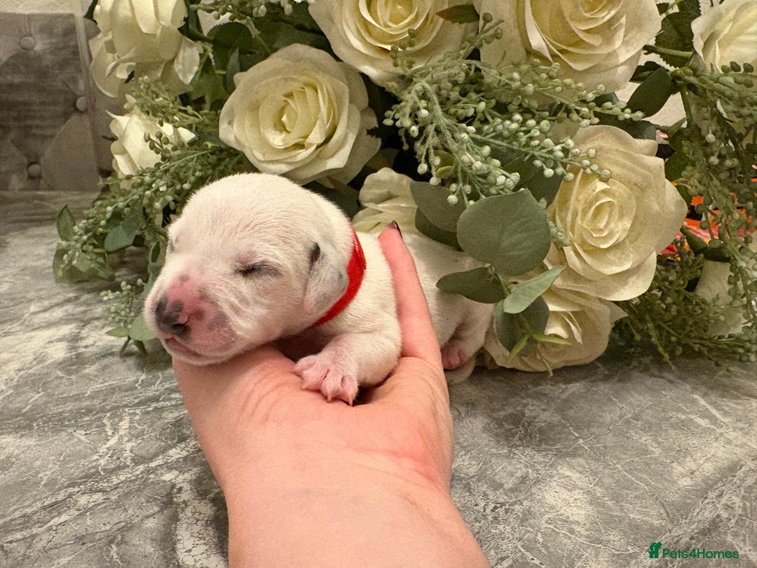 Dalmatian dogs for sale: 5 Generation KC Registered Dalmatians Boys - Advert 10