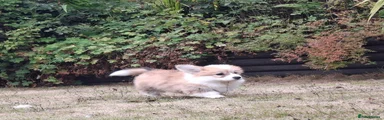 Welsh Corgi Pembroke 2