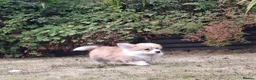 Welsh Corgi Pembroke dogs for sale: PEMBROKE CORGI PUPPIES - Advert 8