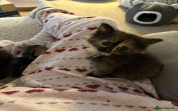 British Shorthair cats for sale: Beautiful cute British shorthair kittens for sale  - Advert 8