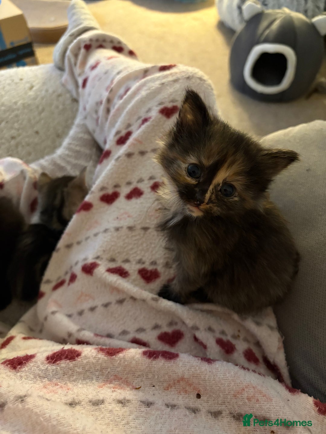 British Shorthair cats for sale: Beautiful cute British shorthair kittens for sale  - Advert 8