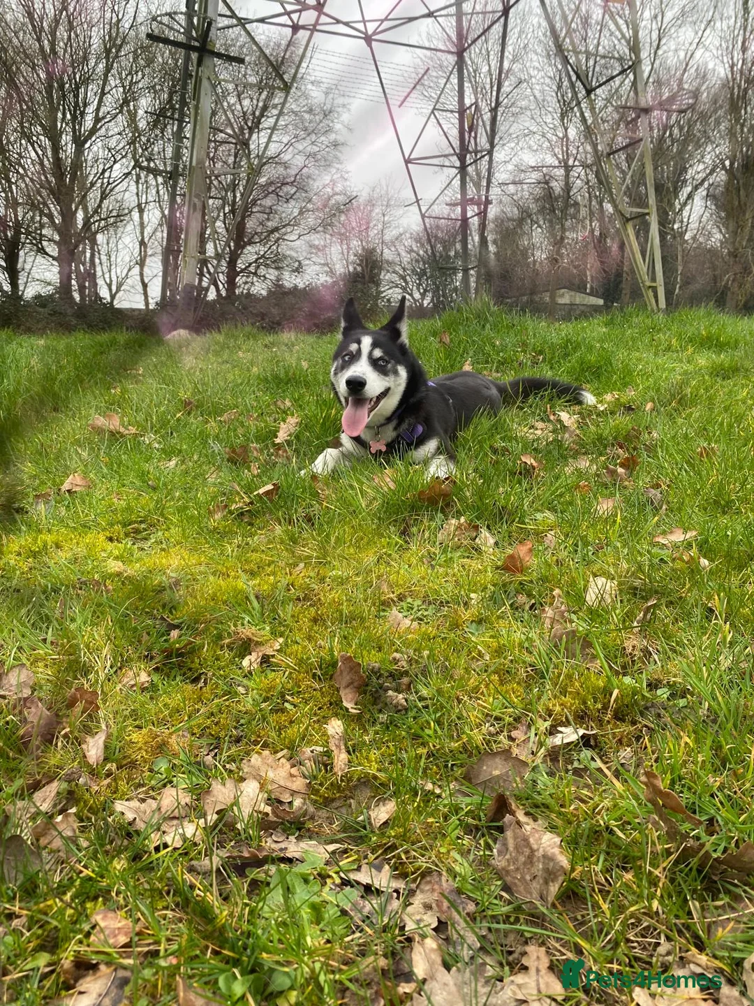 Siberian Husky dogs for sale: Beautiful 6 month female puppy husky in Crawley - Advert 7