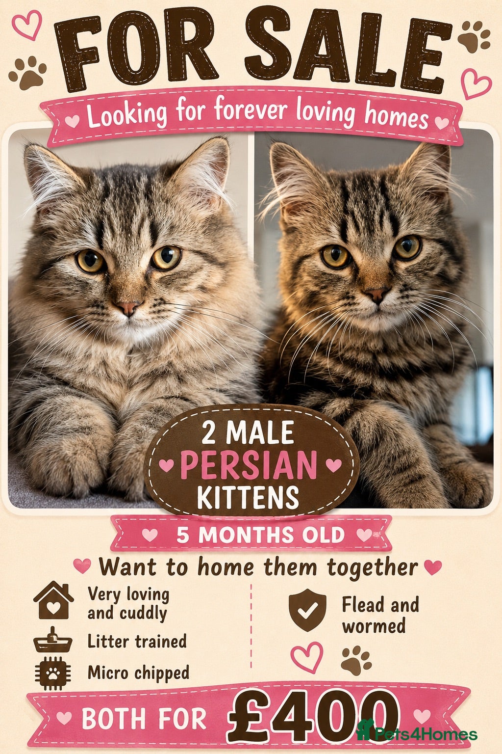 Persian cats 2 MALE KITTENS  - Advert 2