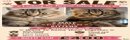 Persian cats for sale: 2 MALE KITTENS  - Advert 1