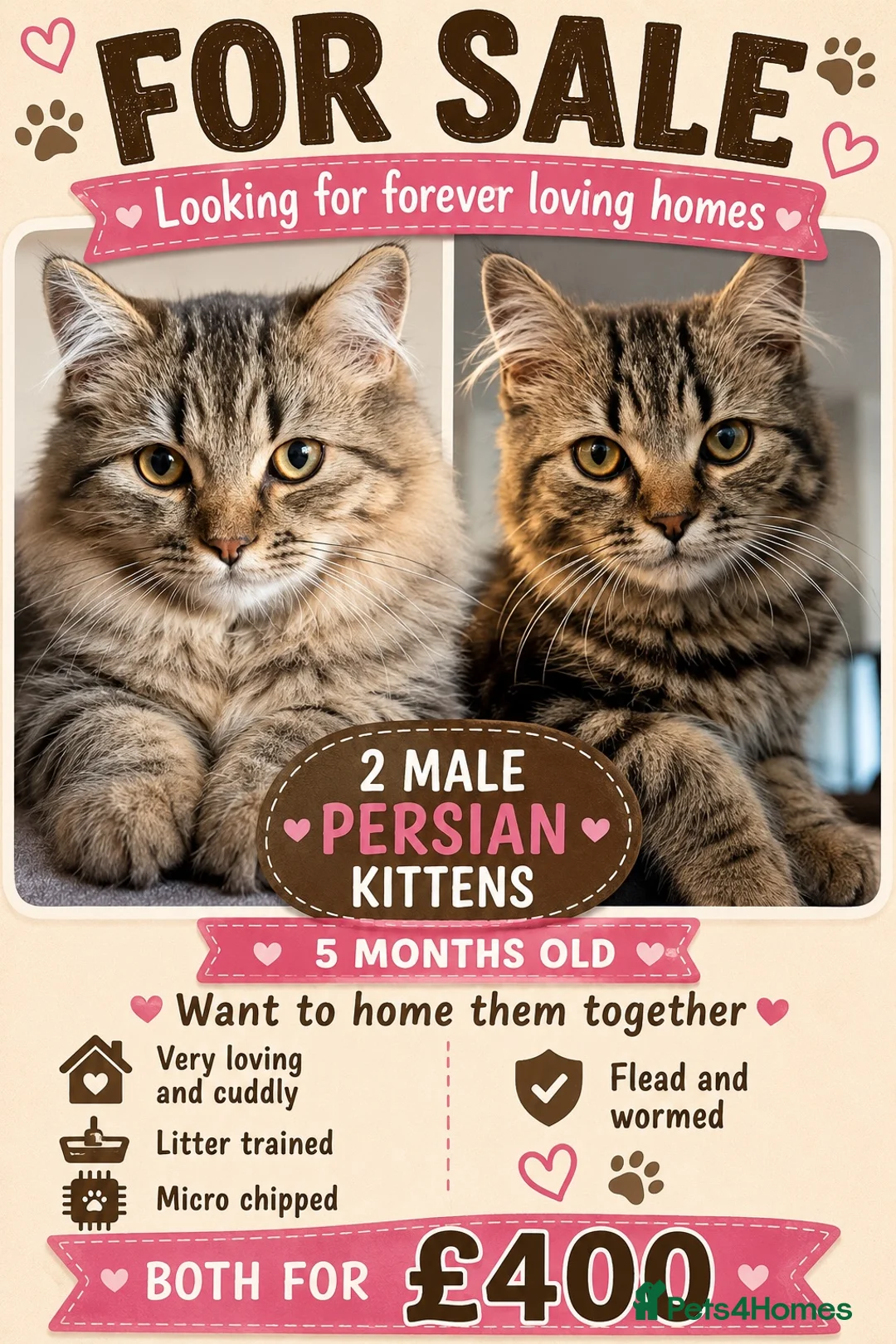 Persian cats for sale: 2 MALE KITTENS  - Advert 1