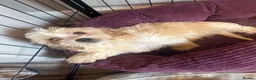 Cavachon dogs for sale: Cavachon Puppies READY NOW 🐾❤️ - Advert 28
