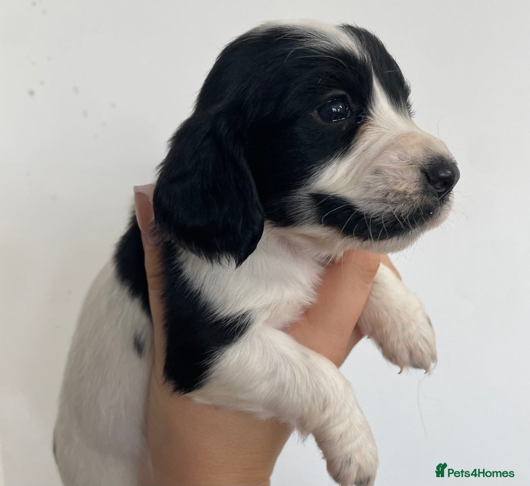Cocker Spaniel dogs for sale: 8 cocker spaniels for reserve - Image 10
