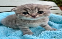 Scottish Fold cats for sale: Wonderful Scottish fold girl 💗🐾 - Image 8