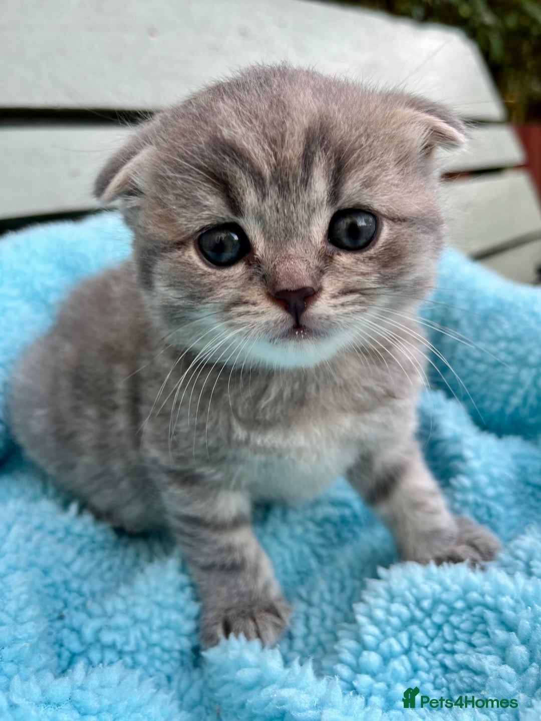 Scottish Fold cats for sale: Wonderful Scottish fold girl 💗🐾 - Image 8