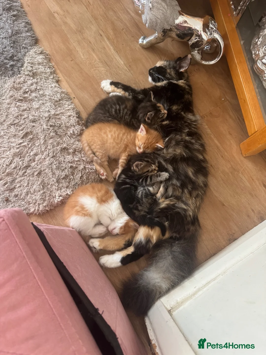 Domestic Shorthair cats for sale: One last girl kitten left  - Advert 5
