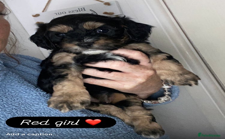 Cavapoo dogs for sale - Advert 1