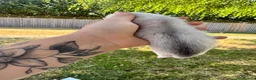 Ferret rodents for sale: White Marked Baby Ferrets in Yeovil - Advert 9