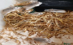 Hamster rodents for sale: Roborovski Hamsters Females   - Image 3