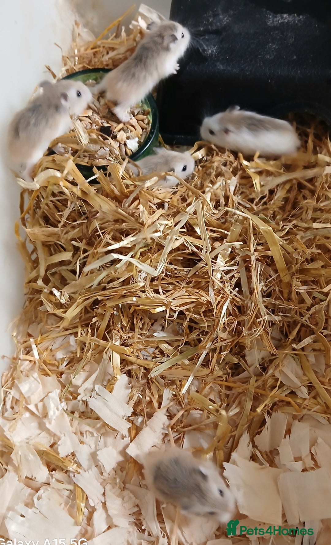Hamster rodents for sale: Roborovski Hamsters Females   - Image 3