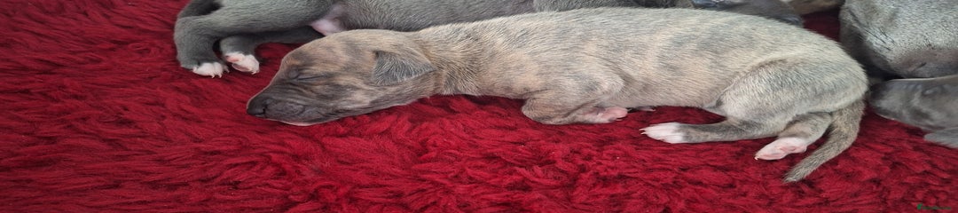 Whippet Puppy 7