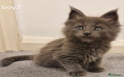 Maine Coon cats for sale: !!!BEAUTIFUL BIG BABIES AVAILABLE!!!  - Image 12