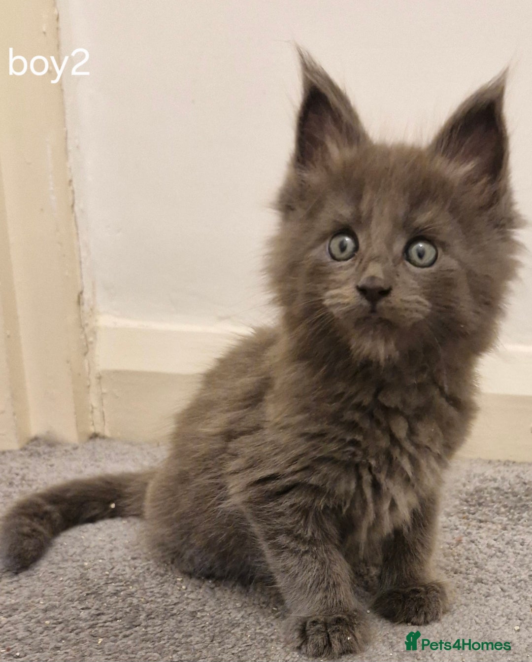 Maine Coon cats for sale: !!!BEAUTIFUL BIG BABIES AVAILABLE!!!  - Image 12
