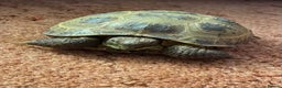 Tortoise reptiles for sale: Pair of Male Horsefield Tortoises with full set up - Advert 3