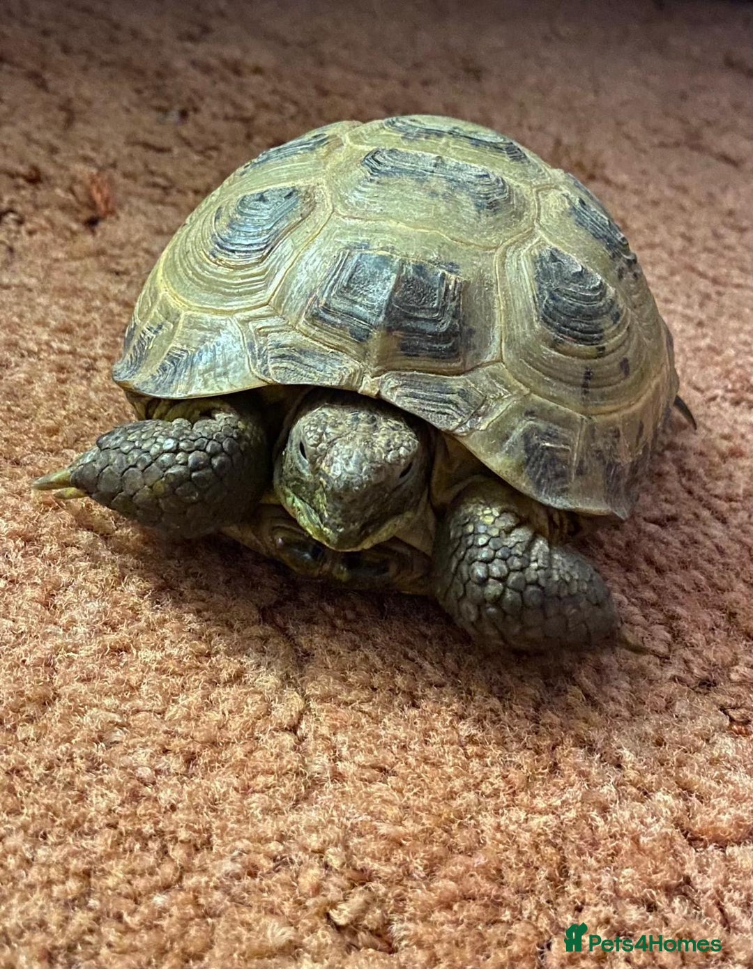 Tortoise reptiles for sale: Pair of Male Horsefield Tortoises with full set up - Advert 3