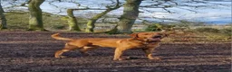 Goldador dogs for sale: Goldador Puppies – Show & Working Lines in Perth - Advert 3