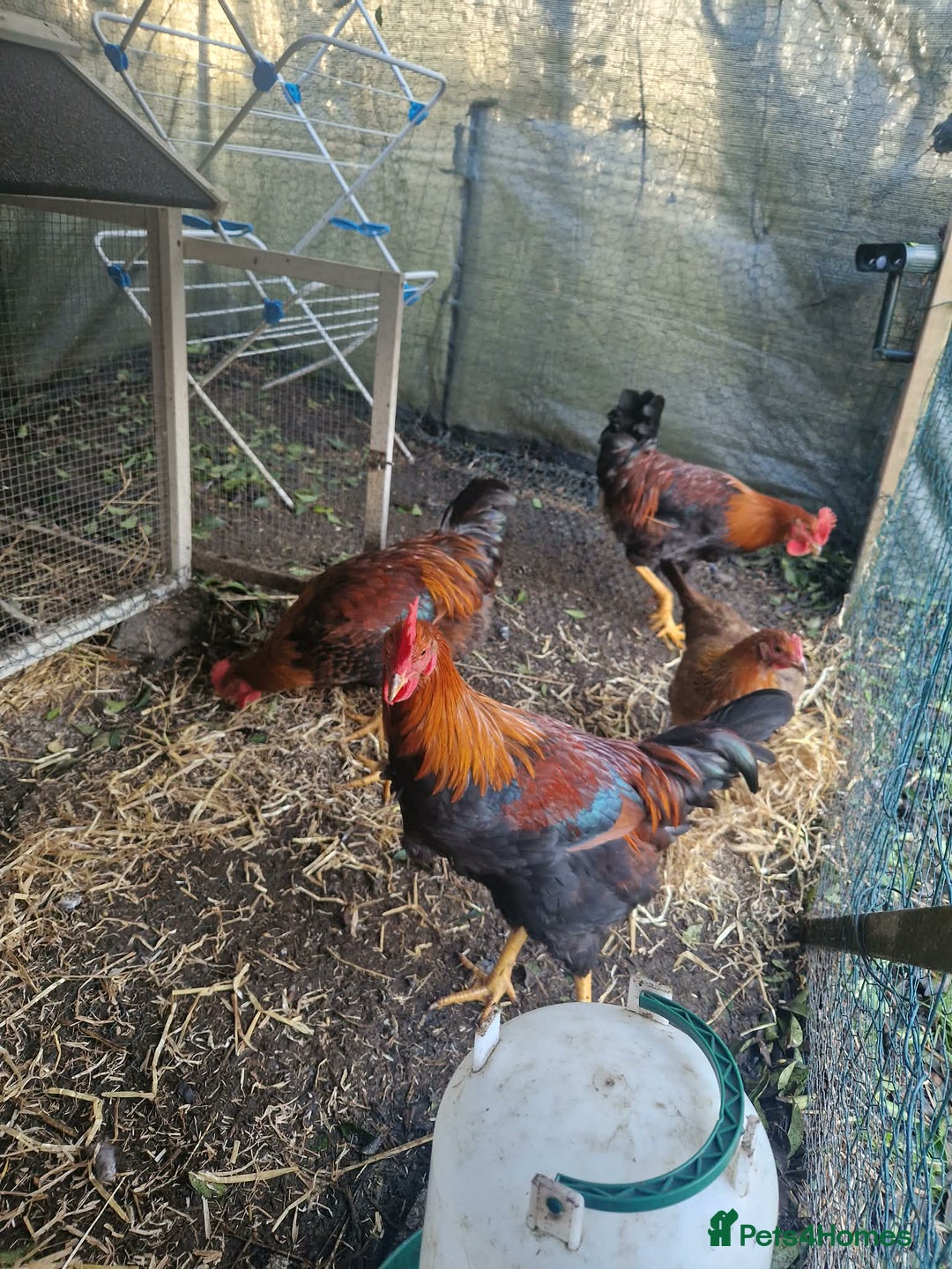 Chickens poultry for sale: 2 Roosters for exchange only - Advert 3