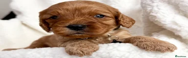 Cavapoo 7