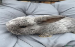 Mini Lop rabbits for sale: Stunning pure bred mini lop babies  - Image 4