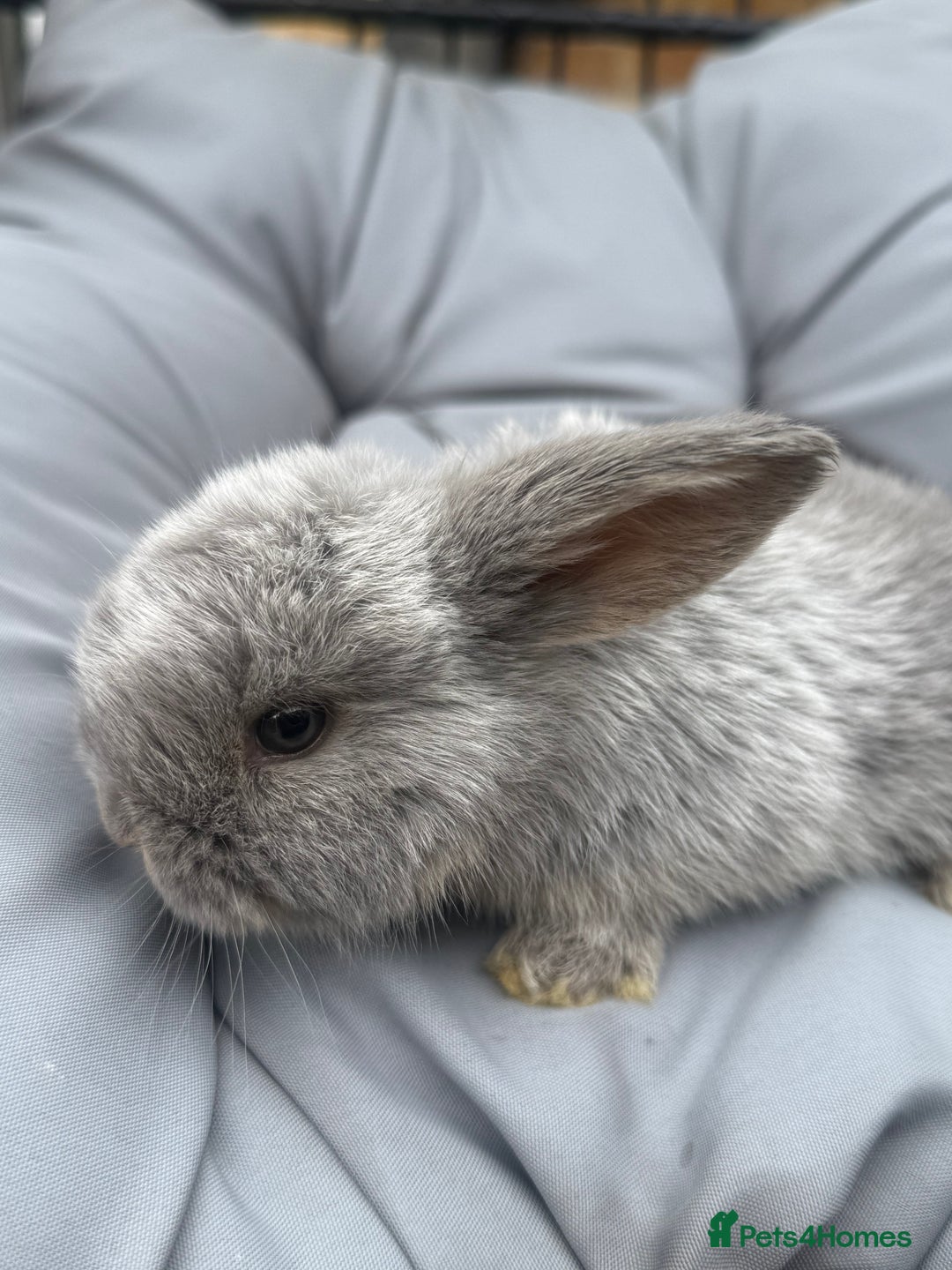 Mini Lop rabbits for sale: Stunning pure bred mini lop babies  - Image 4