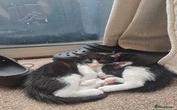 Mixed Breed cats for sale: Short haired kittens  - Image 3