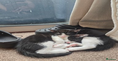 Mixed Breed cats - Advert 15