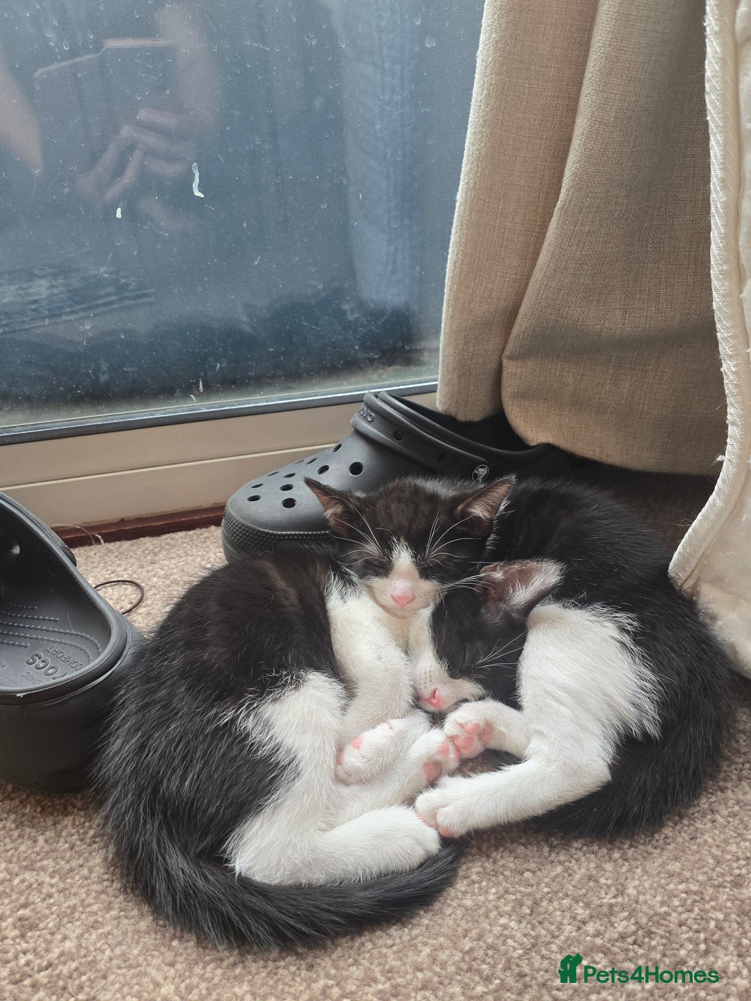 Mixed Breed cats for sale: Short haired kittens  - Image 3