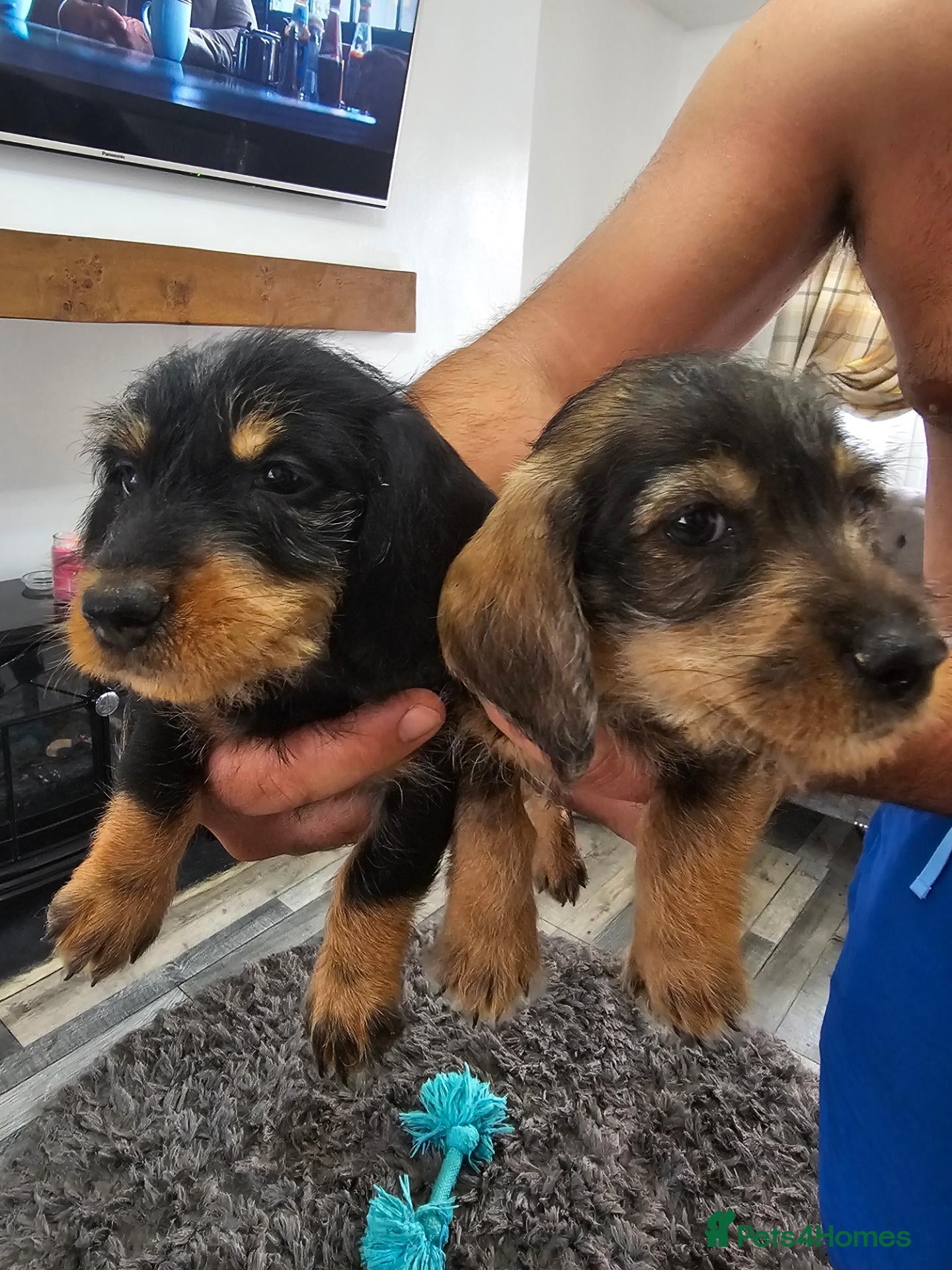 Dachshund dogs Wirehaired dachshund pups - Advert 1