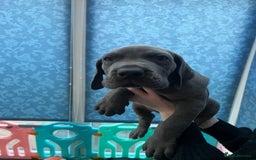 Great Dane dogs for sale: Great Dane puppies - Image 22