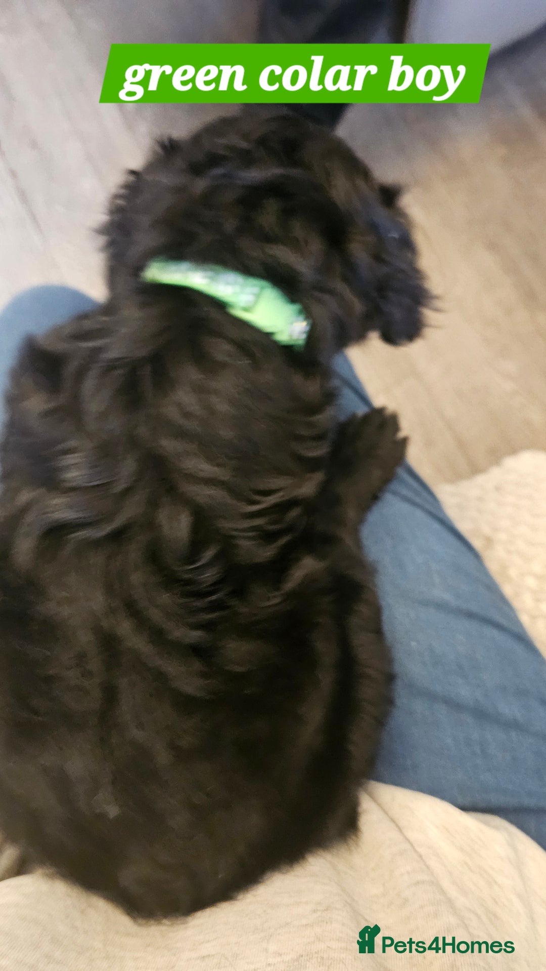 Cockapoo dogs for sale: 5 stunning f2 cockapoos ready togo x - Advert 8