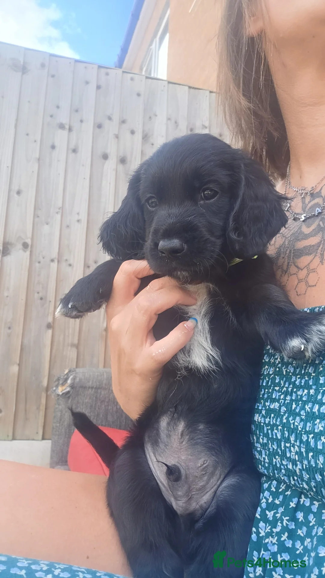 Mixed Breed dogs for sale: Spangold retrievers  - Advert 3