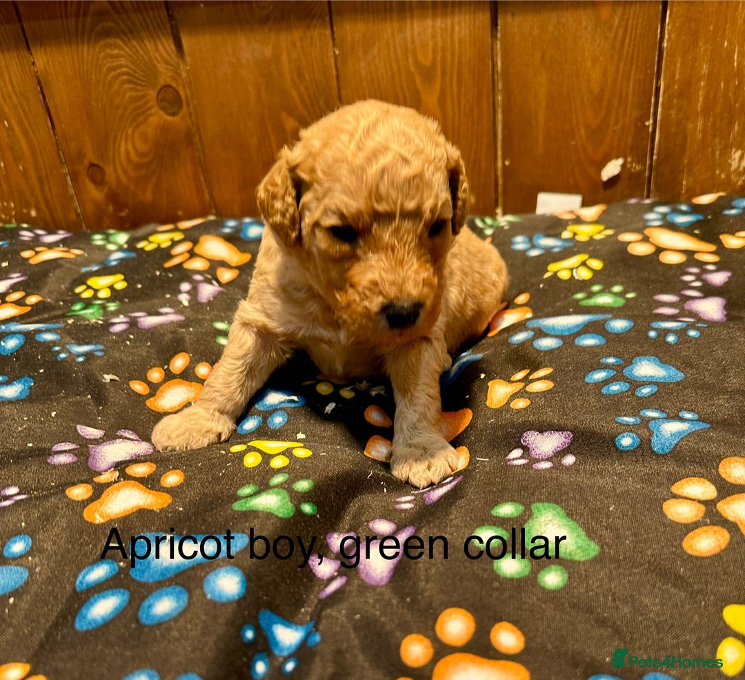 Labradoodle dogs for sale: Miniature Labradoodles from experienced breeder  - Advert 16