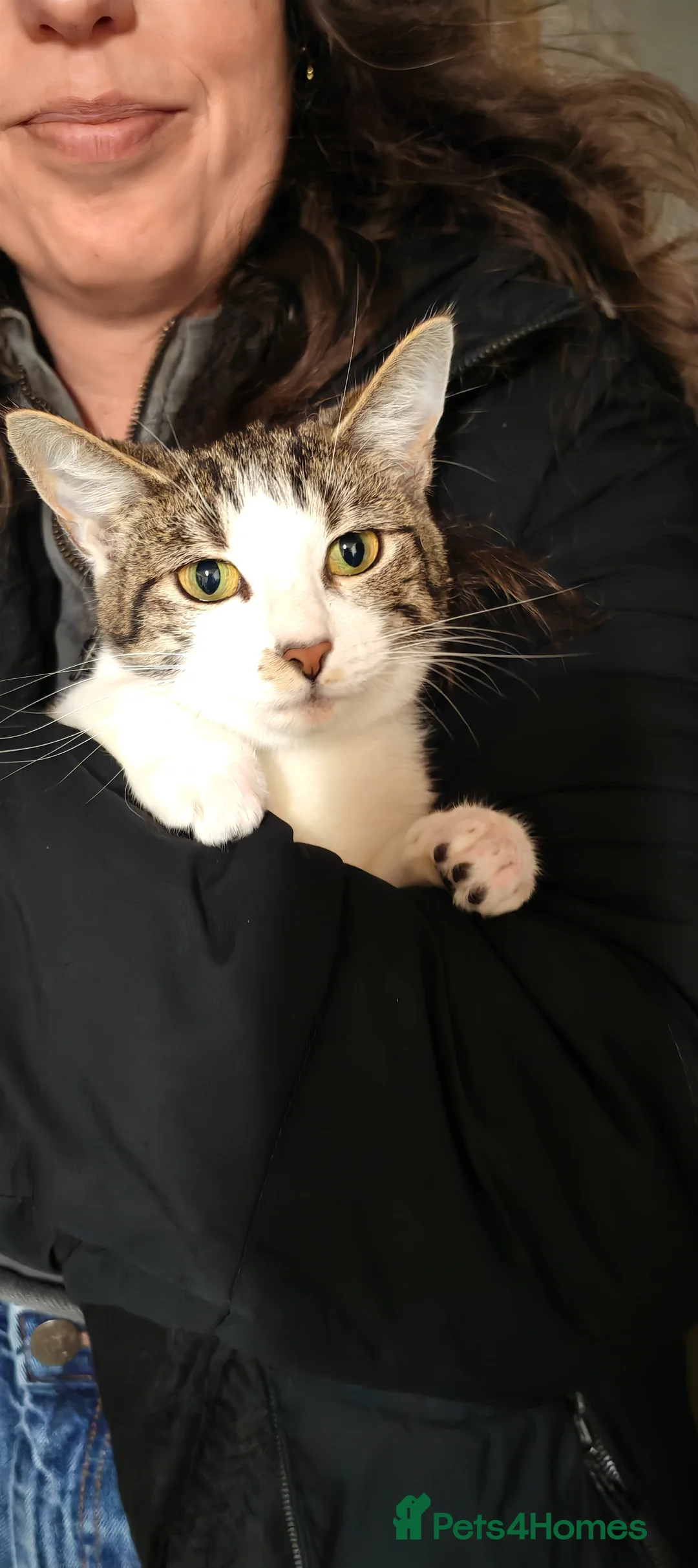 Mixed Breed cats for sale: 1 male 3 female kittens  in Manchester - Advert 2