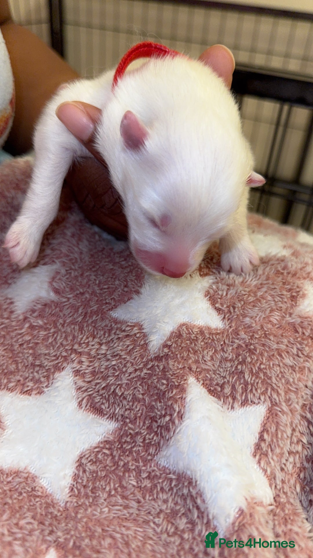 Samoyed dogs for sale: Pedigree pure breed Sammy Smilers 😊 - Advert 8