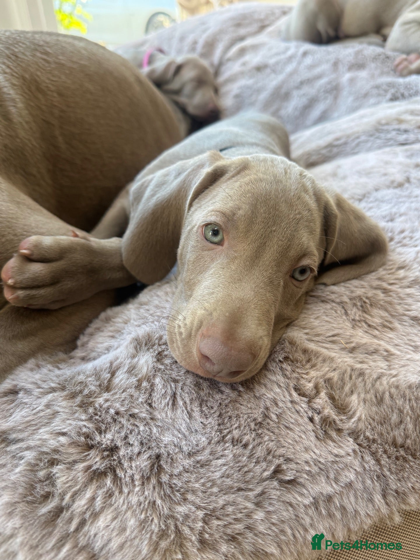 Weimaraner dogs for sale: Superb Gunalt Bloodlines & Excellent Temperament - Advert 2