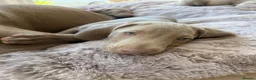Weimaraner dogs for sale: Superb Gunalt Bloodlines & Excellent Temperament - Advert 3