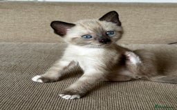 Mixed Breed cats for sale: Three stunning kittens for sale - Image 2