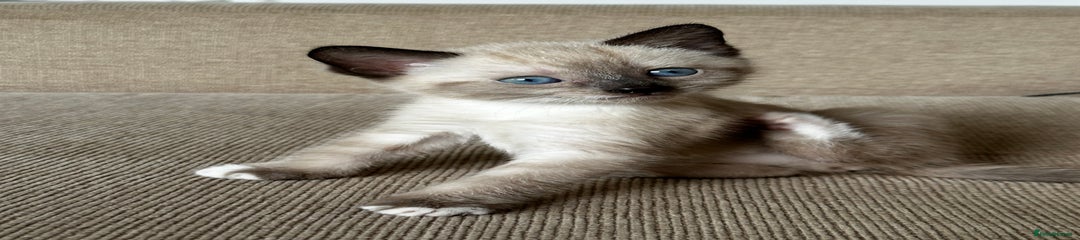 Ragdoll Pattern (Boy)